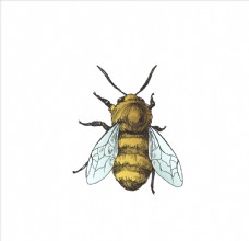 手绘昆虫小蜜蜂矢量图下载