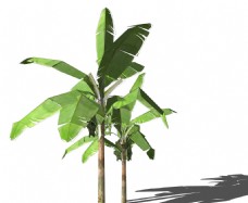 草图大师模型SU植物模型棕榈芭蕉