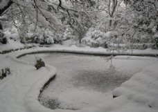 冬季雪天树林风景图摄影
