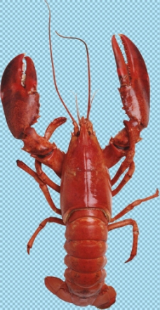 图片素材高清大龙虾免抠png透明图层素材