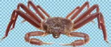 爱上八脚螃蟹图片免抠png透明图层素材