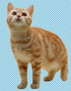 宠物狗黄色毛发的猫图片免抠png透明图层素材