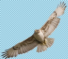 爱上展翅翱翔的猎鹰图片免抠png透明图层素材