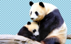 爱上可爱熊猫母子免抠png透明图层素材