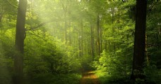 光影光照森林摄影图