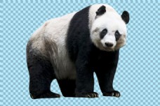 爱上缓慢行走的熊猫免抠png透明图层素材