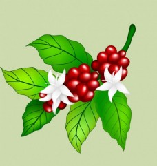 绿色咖啡植物花朵矢量背景