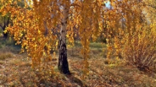 秋季树木风景视频