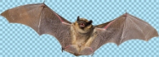 爱上展开翅膀的蝙蝠图片免抠png透明图层素材