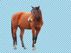 红棕色骏马马免抠png透明图层素材
