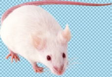 纯白色的老鼠免抠png透明图层素材