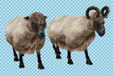 爱上两只绵羊图片免抠png透明图层素材