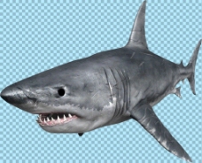 宠物狗凶恶的鲨鱼免抠png透明图层素材