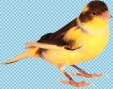 爱上黄色小鸟图片免抠png透明图层素材