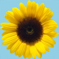 黄色背景新鲜的向日葵免抠png透明图层素材