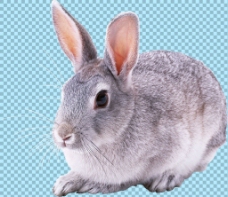 爱上可爱长耳朵兔子免抠png透明图层素材