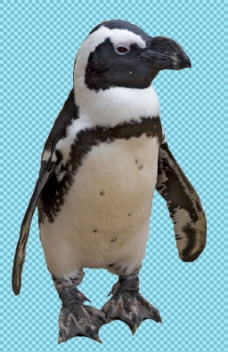 爱上站着的小企鹅免抠png透明图层素材