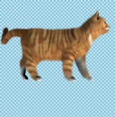 可爱侧面的猫图片免抠png透明图层素材
