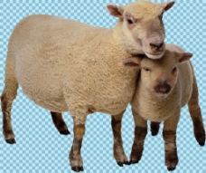 爱上绵羊母子图片免抠png透明图层素材