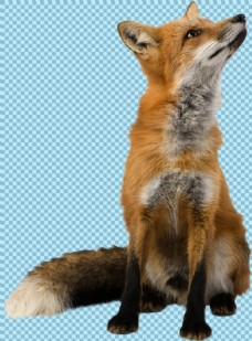 仰头坐立的狐狸免抠png透明图层素材