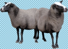 两只绵羊照片免抠png透明图层素材