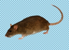 褐色毛发老鼠免抠png透明图层素材