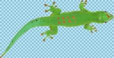 绿色漂亮蜥蜴免抠png透明图层素材