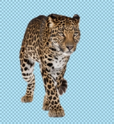 在走路的美洲豹免抠png透明图层素材