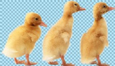 爱上三只小鸭子图片免抠png透明图层素材