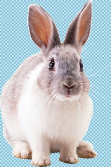 宠物狗可爱的大耳朵兔子免抠png透明图层素材