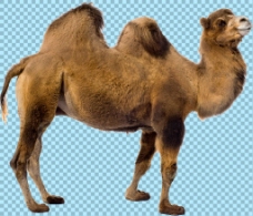 爱上侧面双峰骆驼图片免抠png透明图层素材