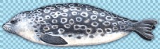 爱上手绘鱼形海豹免抠png透明图层素材