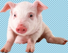 宠物猪趴地上的小猪免抠png透明图层素材