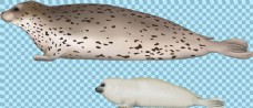 手绘可爱小海豹免抠png透明图层素材