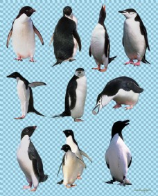不明一群不同姿态的企鹅免抠png透明图层素材