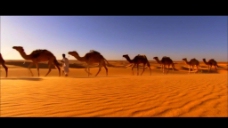 沙漠与驼队