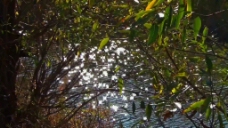 夏季河流树林视频