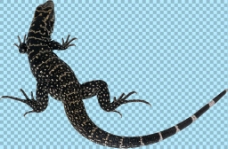 黑色斑点蜥蜴免抠png透明图层素材