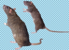 爱上两只褐色老鼠免抠png透明图层素材