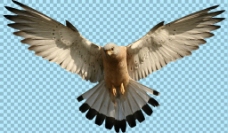爱上展开翅膀的老鹰图片免抠png透明图层素材
