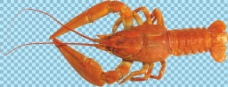 爱上棕红色龙虾免抠png透明图层素材