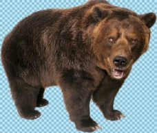 爱上棕色胖熊图片免抠png透明图层素材