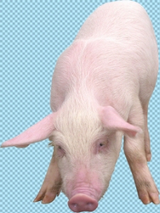宠物猪正在吃食的猪免抠png透明图层素材
