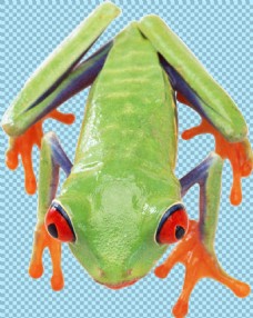 爱上绿色有毒青蛙免抠png透明图层素材