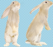 爱上两只站立的兔子免抠png透明图层素材