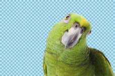 绿色羽毛鹦鹉免抠png透明图层素材