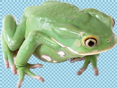 青色绿色漂亮的大青蛙免抠png透明图层素材