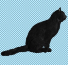 爱上可爱的黑猫图片免抠png透明图层素材