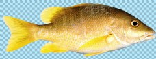 爱上黄色的鱼类图片免抠png透明图层素材