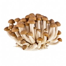 单个小蘑菇菌类元素